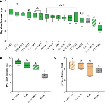 Frontiers Bacterial Volatile Organic Compounds VOCs Promote Growth